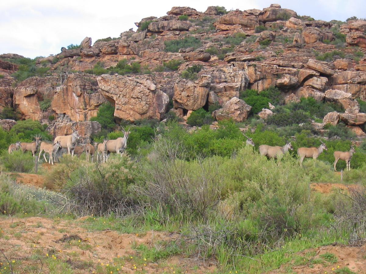 Traveller'S Rest Villa Clanwilliam Buitenkant foto
