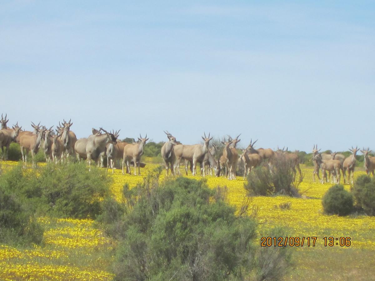 Traveller'S Rest Villa Clanwilliam Buitenkant foto